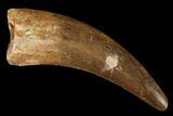 Fossil Plesiosaur (Zarafasaura) Tooth - Morocco #176920-1